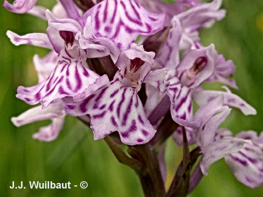Dactylorhiza maculata (dactylorhize tacheté)