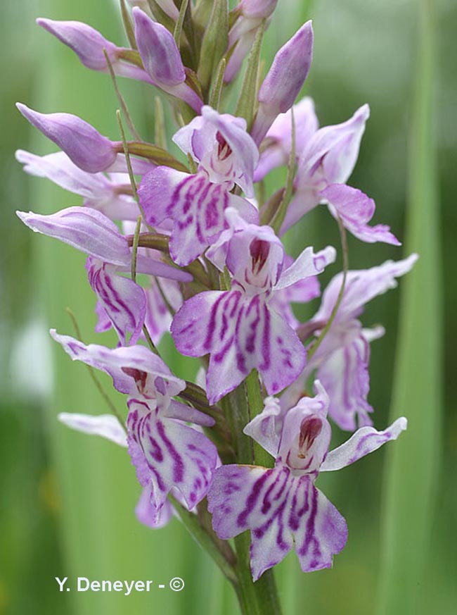 Dactylorhiza maculata (dactylorhize tacheté)