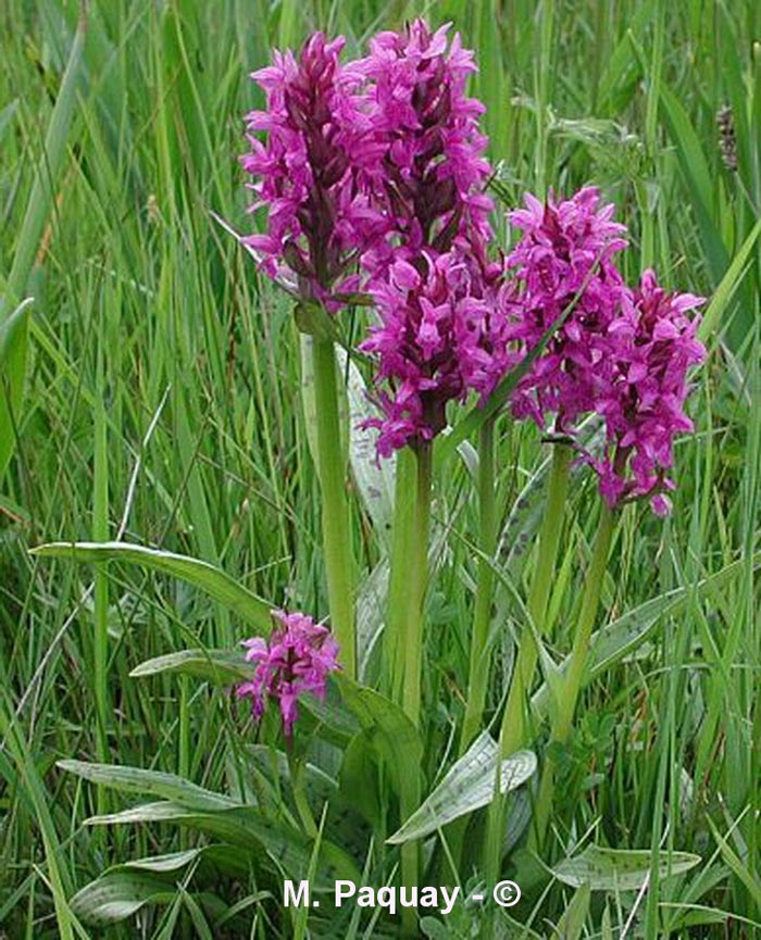 Dactylorhiza majalis (dactylorhize à larges feuilles)