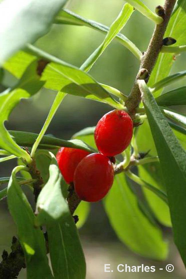 Daphne mezereum