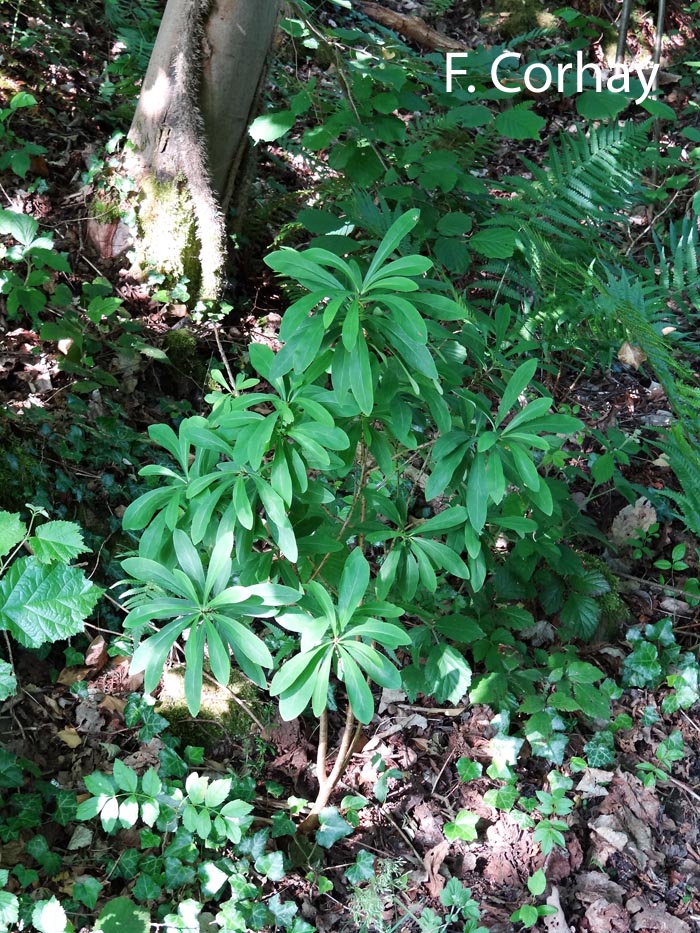 Daphne mezereum