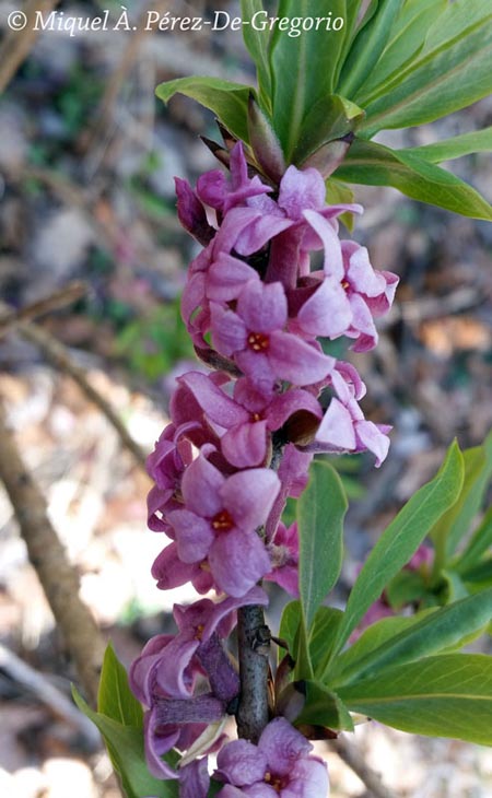 Daphne mezereum