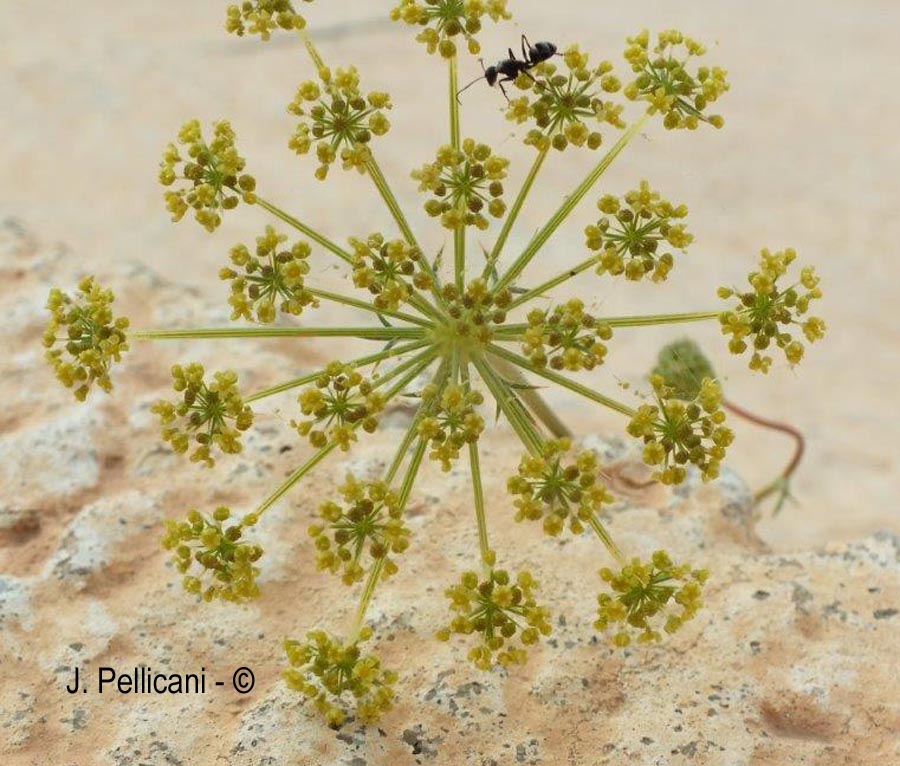 Daucus aureus