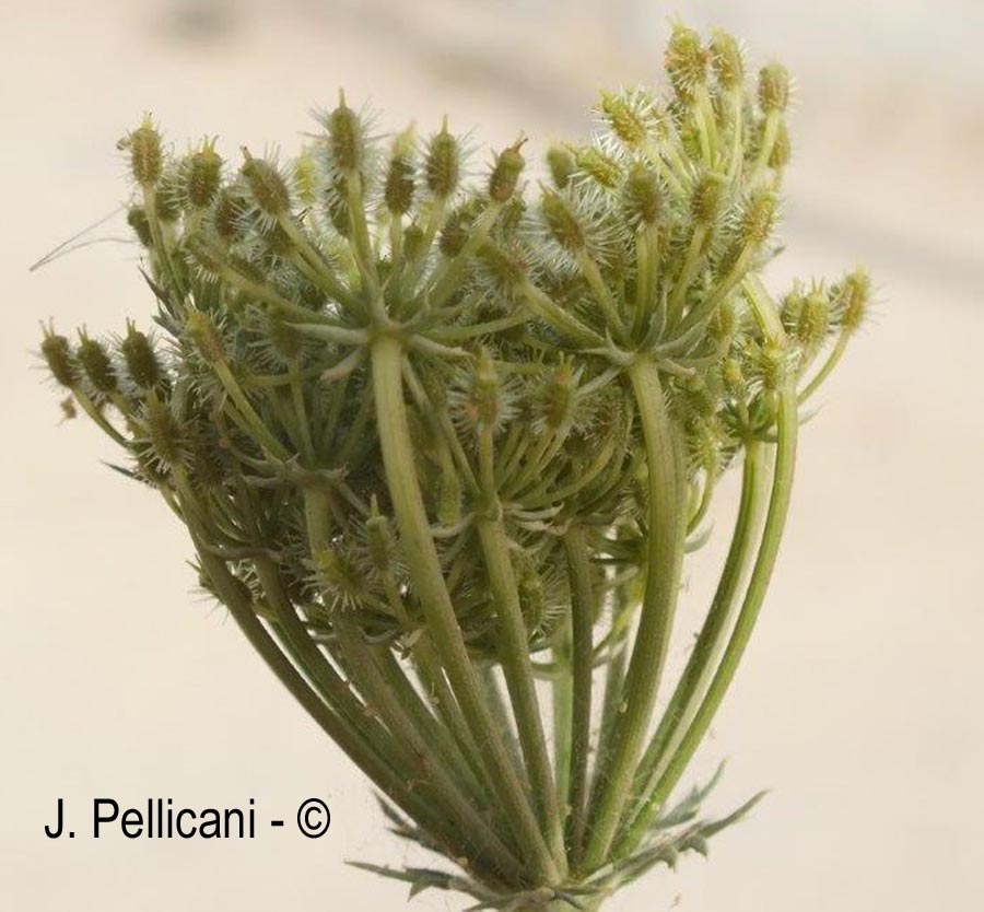 Daucus aureus
