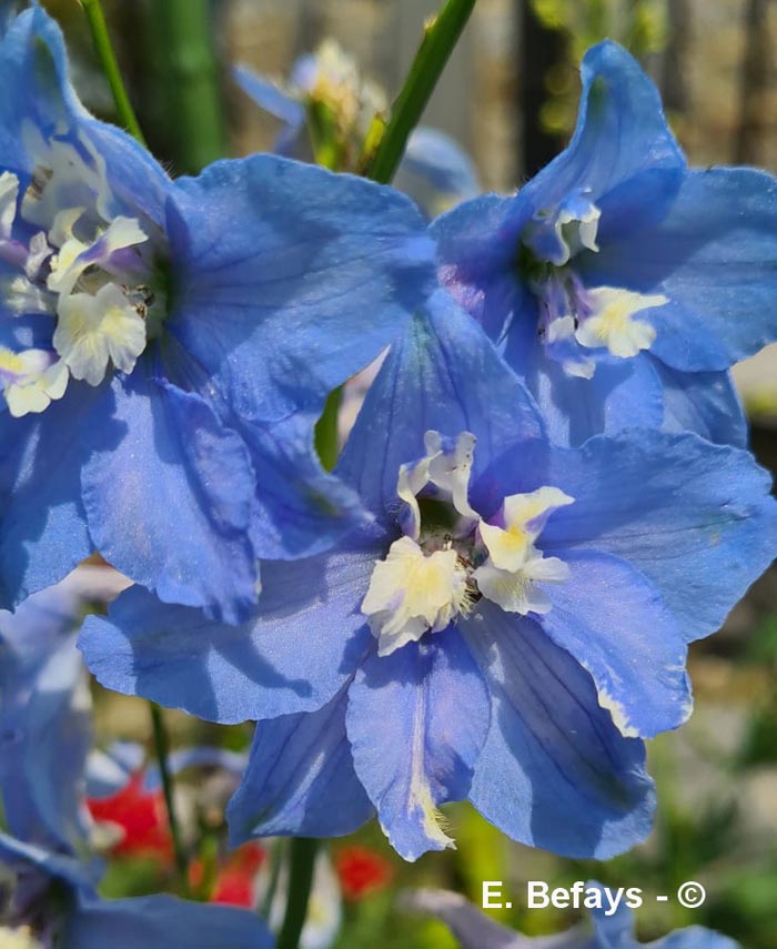 Delphinium grandiflorum (delphinium chinois)