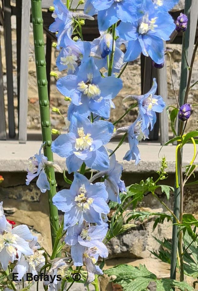 Delphinium grandiflorum (delphinium chinois)