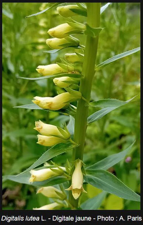 Digitalis lutea (digitale jaune)