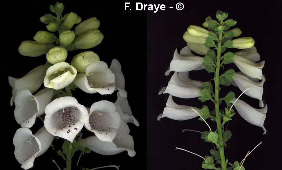 Digitalis purpurea