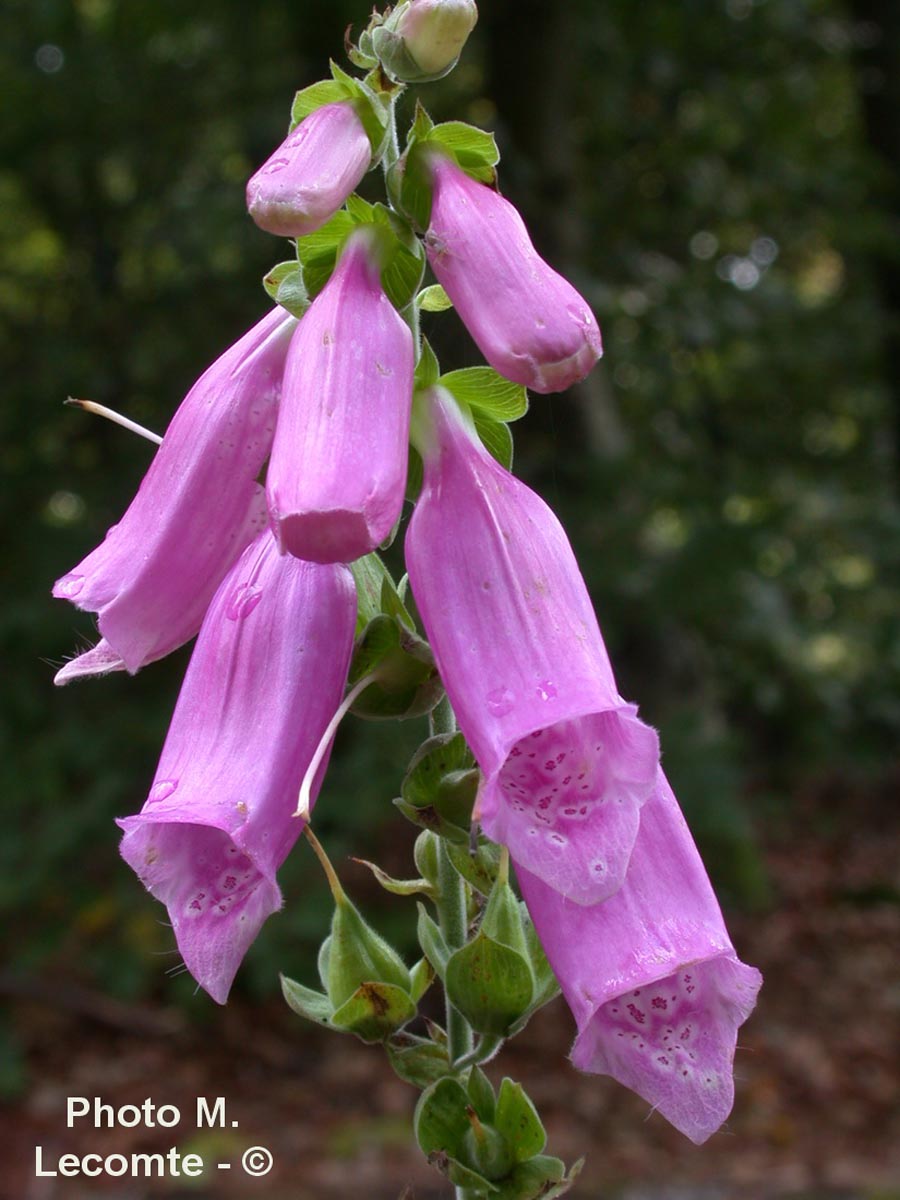 Digitalis purpurea