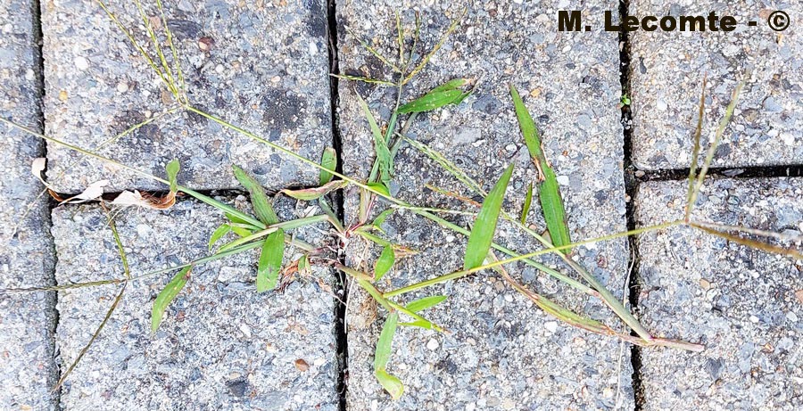 Digitaria sanguinalis (digitaire commune, fiono sanguin)