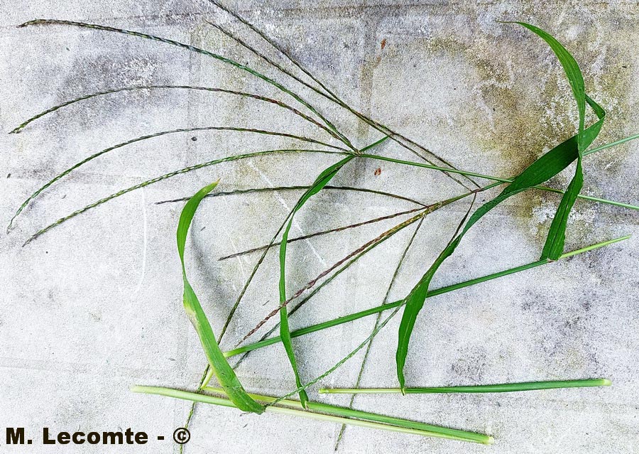 Digitaria sanguinalis (digitaire commune, fiono sanguin)