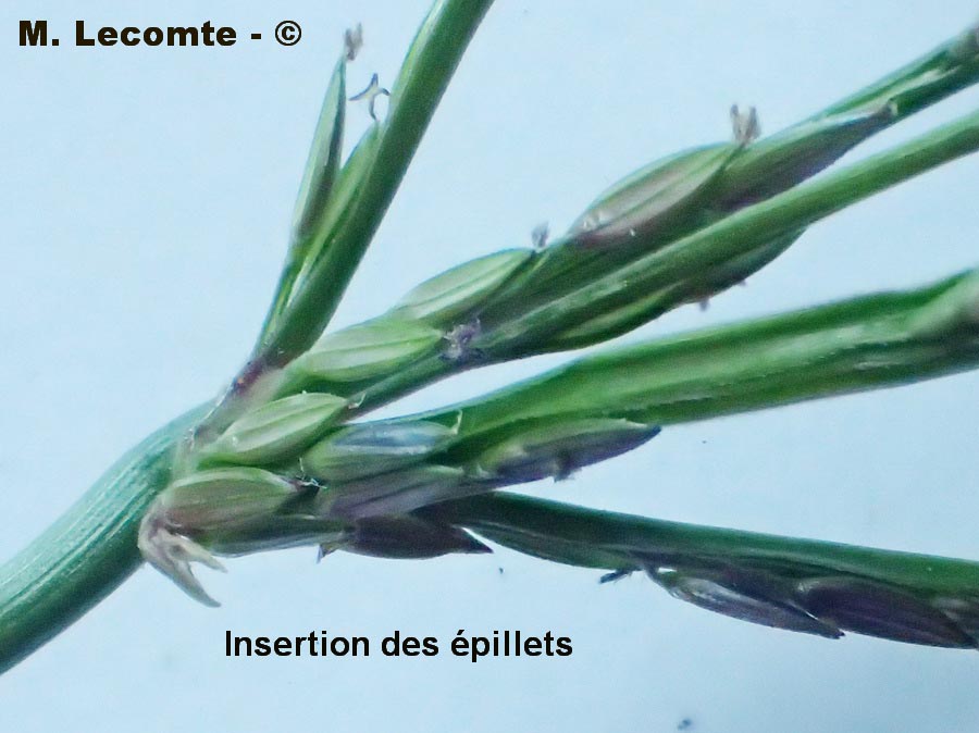 Digitaria sanguinalis (digitaire commune, fiono sanguin)