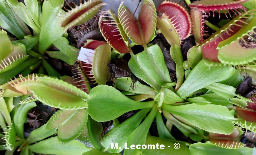 Dionaea muscipula (dionée) (M. Lecomte