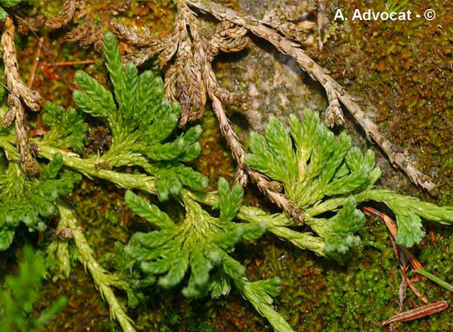 Lycopodium alpinum (Diphasiastrum alpinum) (lycopode des Alpes)
