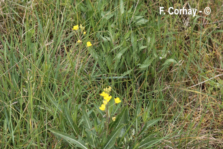 Diplotaxis tenuifolia (roquette vivace, diplotaxis à feuilles étroites)