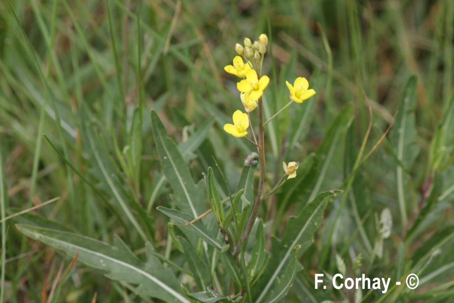 Diplotaxis tenuifolia (roquette vivace, diplotaxis à feuilles étroites)