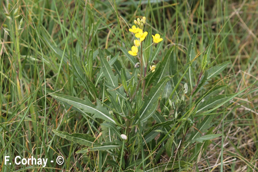 Diplotaxis tenuifolia (roquette vivace, diplotaxis à feuilles étroites)
