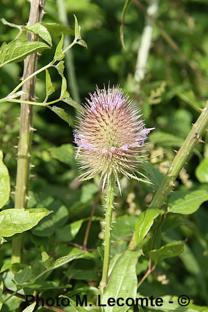 Dipsacus fullonum (D. sylvestris)