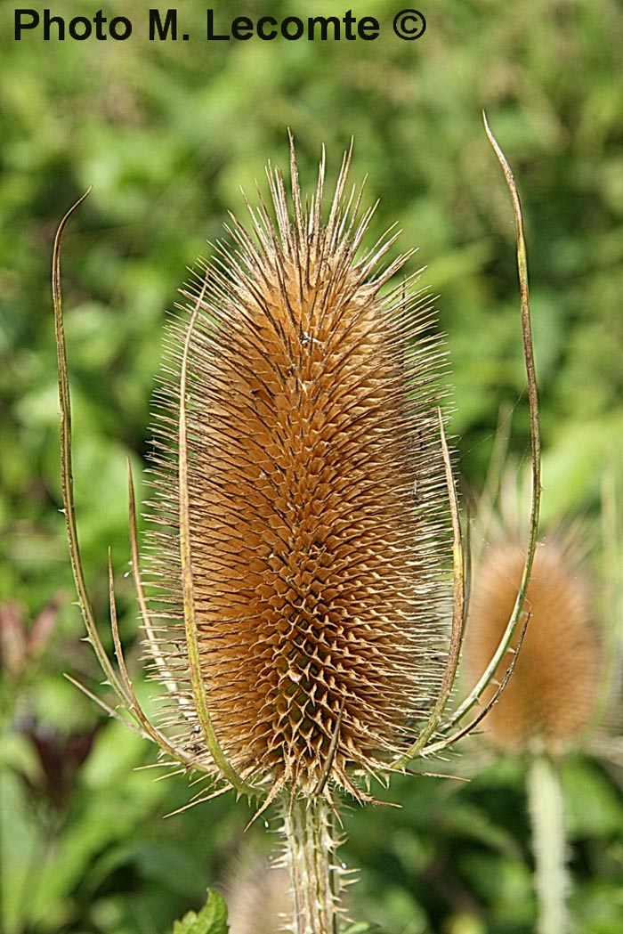 Dipsacus fullonum (D. sylvestris)