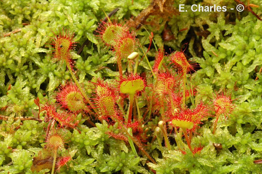 Drosera rotundifolia