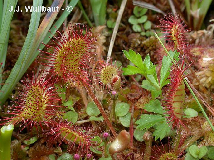 Drosera rotundifolia