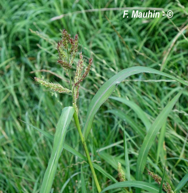 Echinochloa crus-galli (bourgou pied-de-coq, panic des marais)