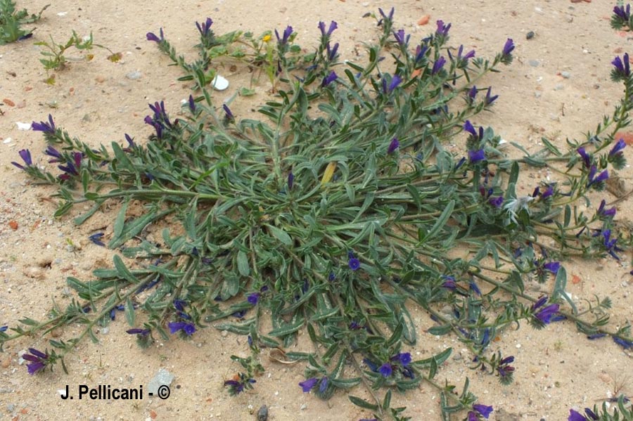 Echium arenarium