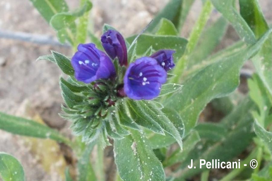 Echium arenarium