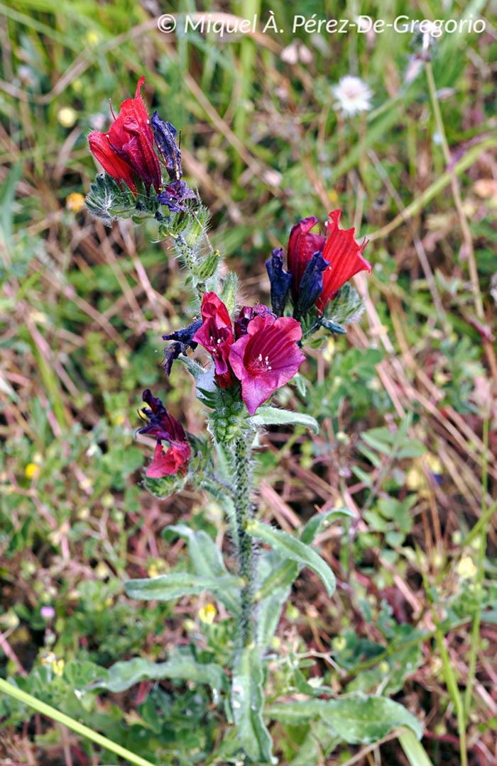 Echium creticum (vipérine de Crète)