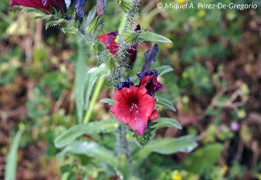 Echium creticum (vipérine de Crète)