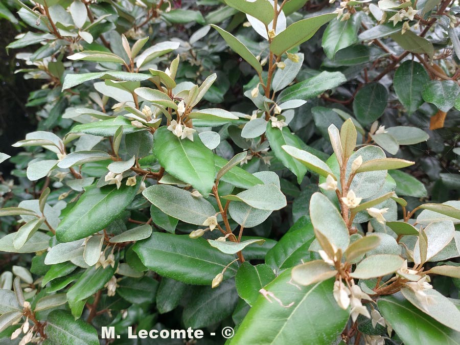 Elaeagnus ebbingei (chalef de Ebbing à feuilles persistantes argentées)