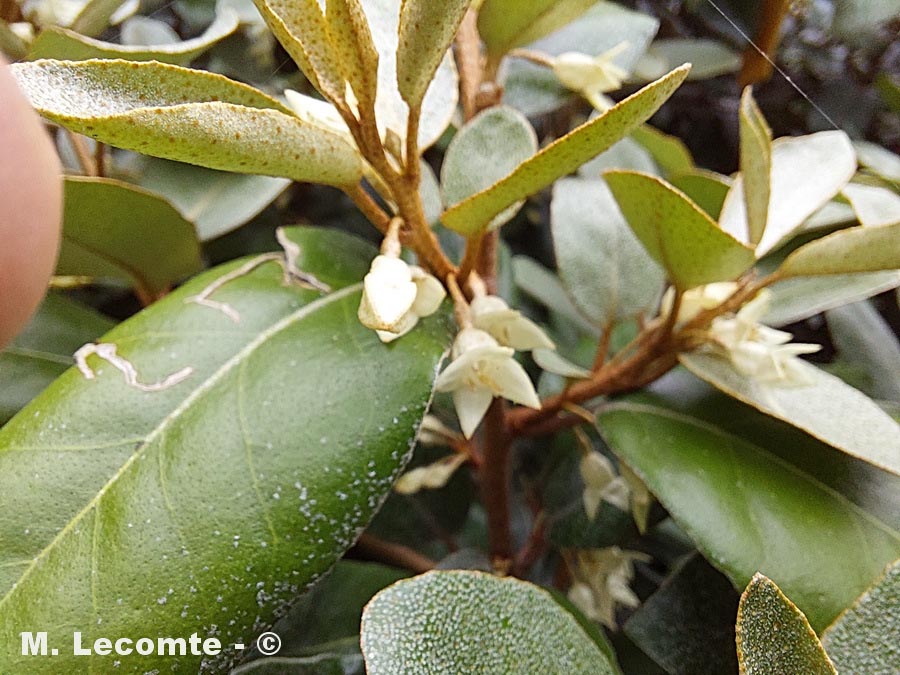 Elaeagnus ebbingei (chalef de Ebbing à feuilles persistantes argentées)