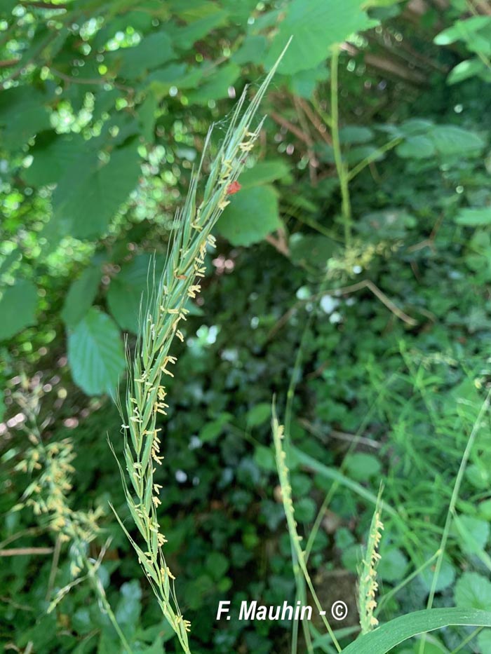 Elymus caninus (chiendent des chiens)