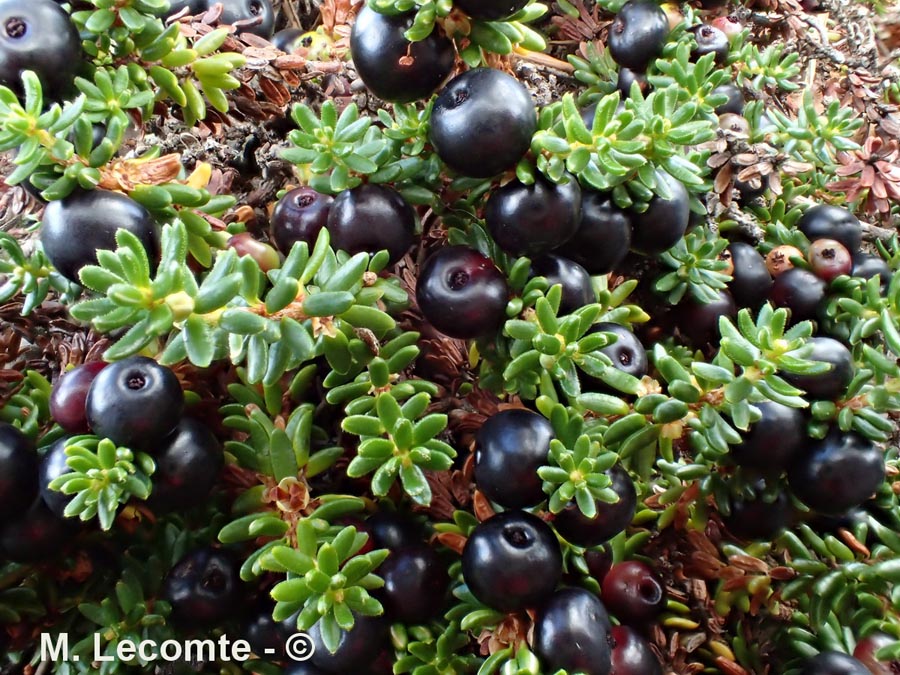 Empetrum nigrum (camarine noire)