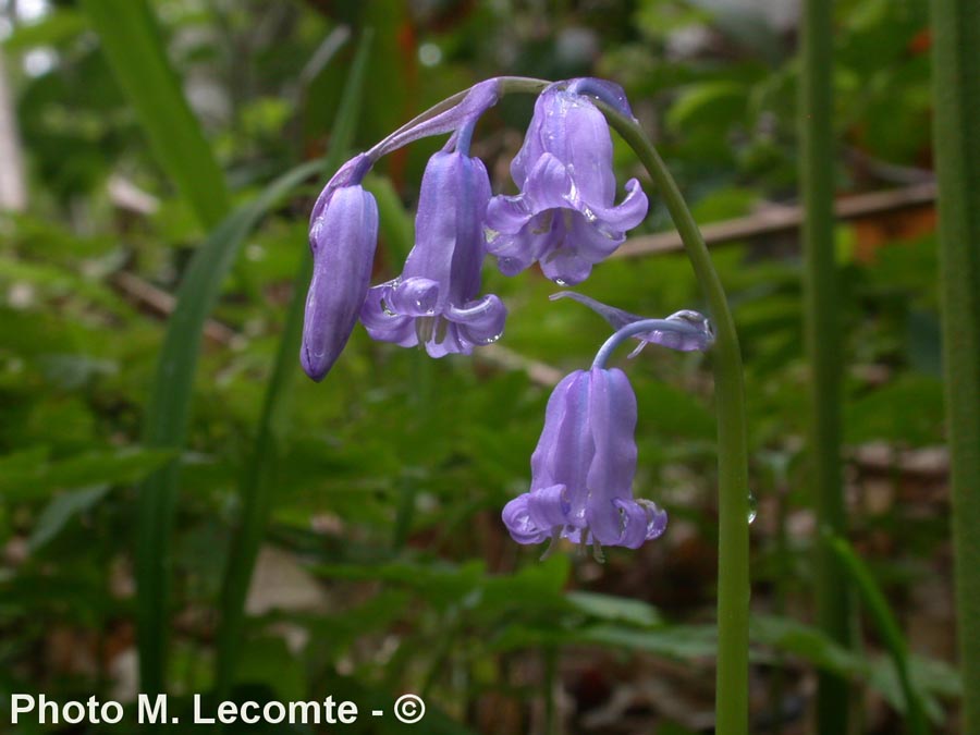 Hyacinthoides non-scripta