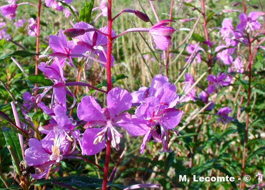 Epilobium angustifolium (Chamerion angustifolium)