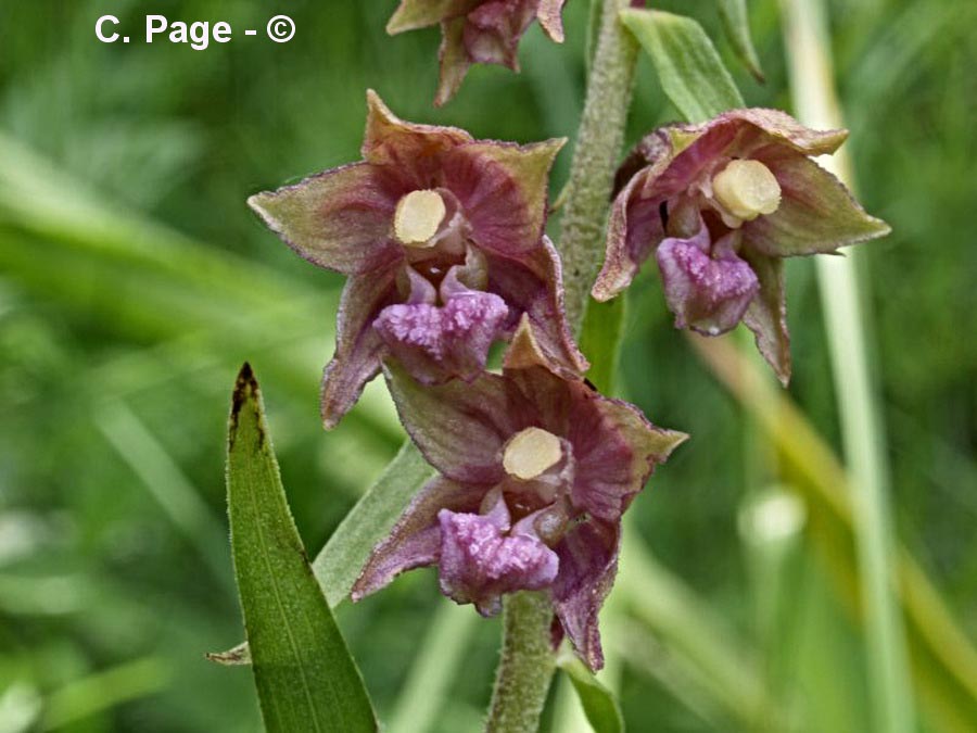 Epipactis palustris (épipactis à longues feuilles)
