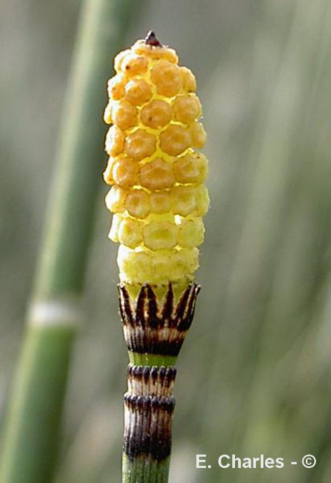 Equisetum hiemale