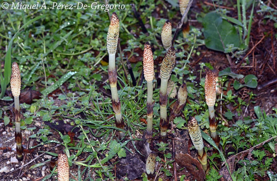 Equisetum telmateia (grande prêle)