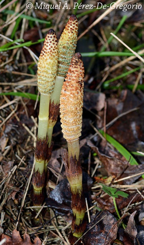 Equisetum telmateia (grande prêle)