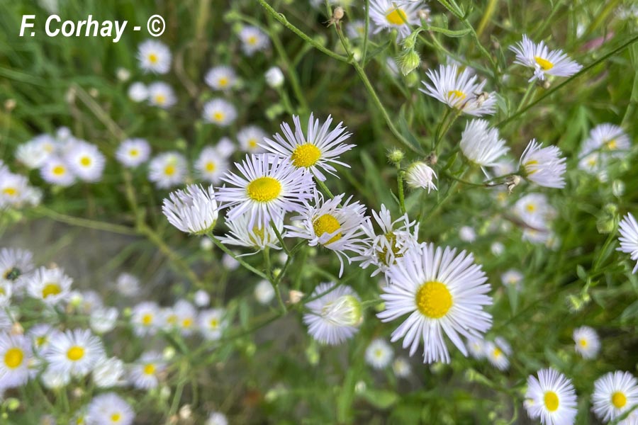 Erigeron annuus (vergerette annuelle)