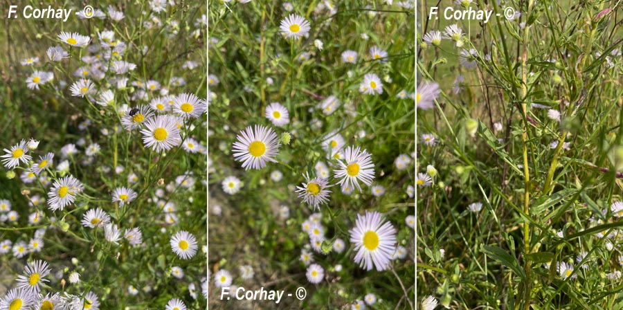 Erigeron annuus (vergerette annuelle)