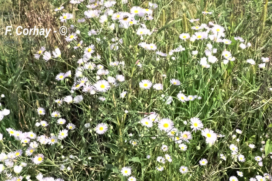 Erigeron annuus (vergerette annuelle)