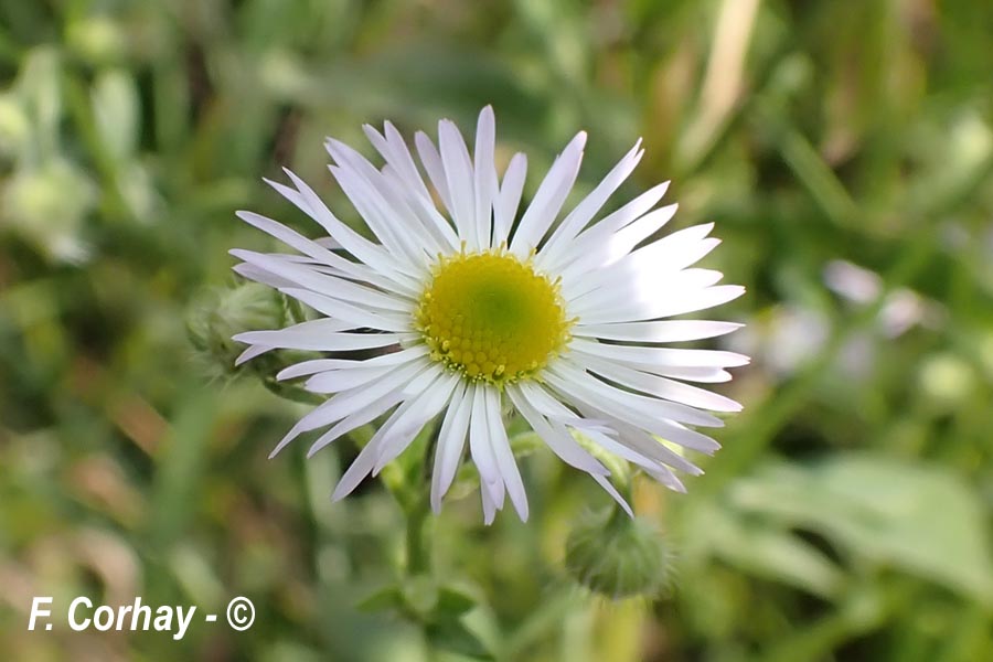 Erigeron annuus (vergerette annuelle)