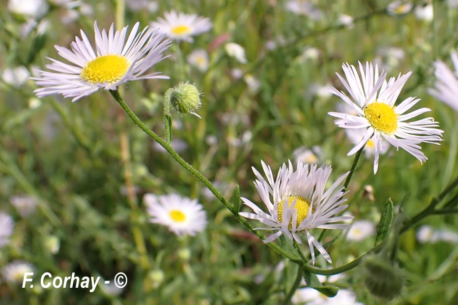 Erigeron annuus (vergerette annuelle)