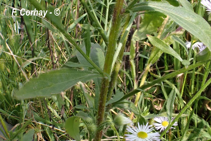 Erigeron annuus (vergerette annuelle)