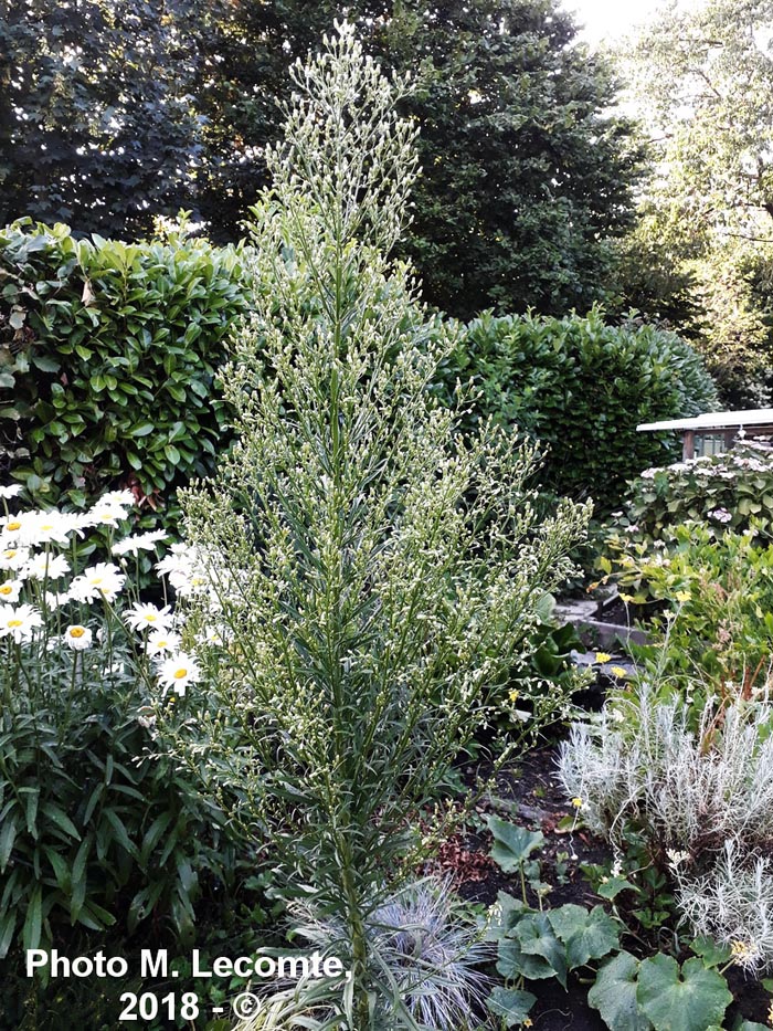 Erigeron canadensis