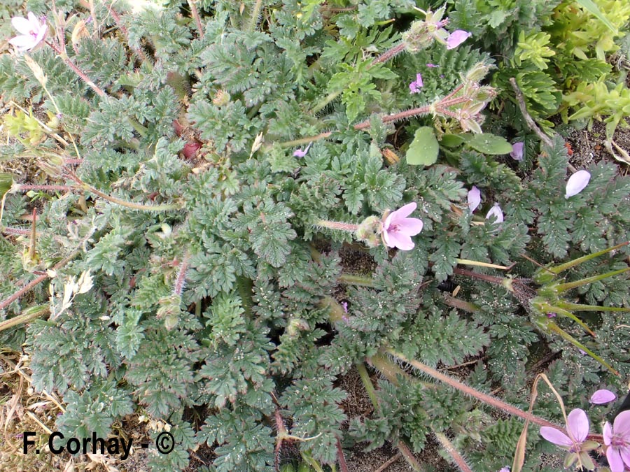 Erodium cicutarium