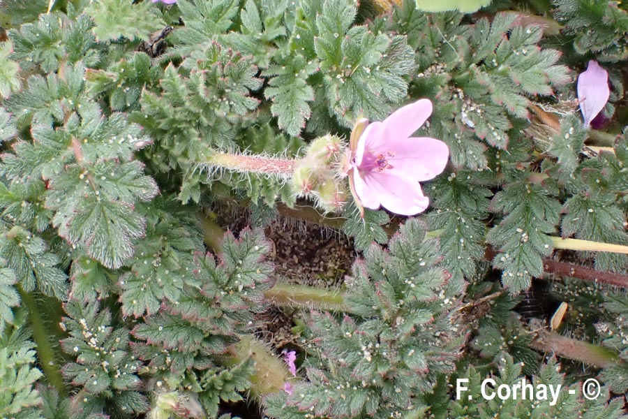Erodium cicutarium