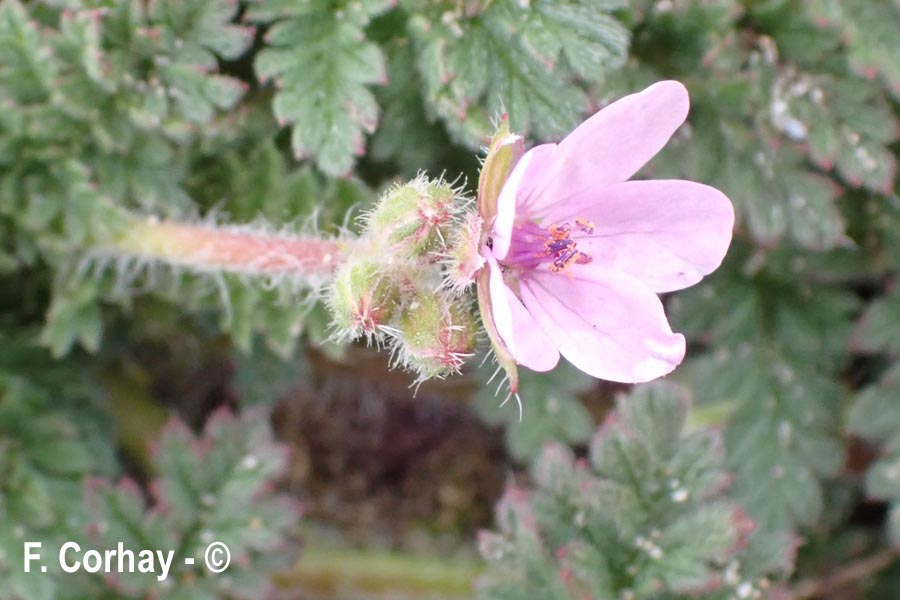 Erodium cicutarium